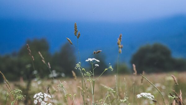 A meadow at dusk with the tips of grasses and meadowsweet in the foreground